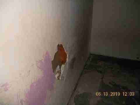 15017 Dolphin (20)_m.jpg